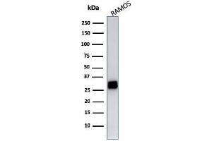Western Blot Analysis of Ramos cell lysate using HLA-DR Mouse Monoclonal Antibody (LN-3). (HLA-DRB1 anticorps)
