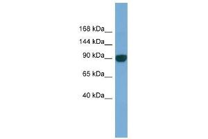 UNC45A antibody used at 0.