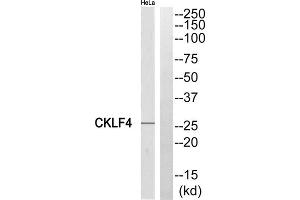 Western blot analysis of extracts from HeLa cells, using CKLF4 antibody. (CKLF anticorps  (Internal Region))