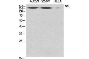 Western Blot (WB) analysis of specific cells using Neu Polyclonal Antibody. (NEURL anticorps  (Internal Region))