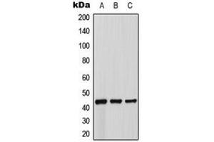Western blot analysis of Beta-3 Adrenergic Receptor expression in MCF7 (A), mouse kidney (B), rat liver (C) whole cell lysates.