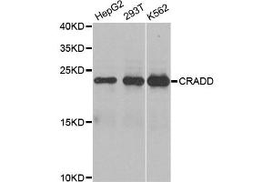 Western blot analysis of extracts of various cell lines, using CRADD antibody (ABIN5970473) at 1/1000 dilution. (CRADD anticorps)
