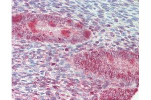 Anti-ZFP36L1 antibody IHC staining of human uterus. (ZFP36L1 anticorps  (AA 66-115))