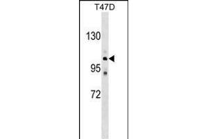 ATP2C1 Antibody (C-term) (ABIN1537638 and ABIN2848798) western blot analysis in T47D cell line lysates (35 μg/lane). (ATP2C1 anticorps  (C-Term))