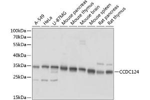 Western blot analysis of extracts of various cell lines, using CCDC124 antibody  at 1:1000 dilution. (CCDC124 anticorps  (AA 1-223))