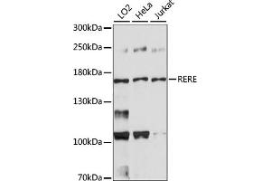 Western blot analysis of extracts of various cell lines, using RERE antibody (ABIN7265666). (RERE anticorps  (AA 1-220))