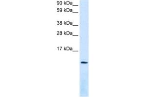 Western Blotting (WB) image for anti-Chemokine (C-X-C Motif) Ligand 12 (CXCL12) antibody (ABIN2463696) (CXCL12 anticorps)
