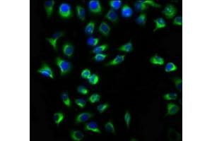 Immunofluorescence staining of A549 cells with ABIN7173043 at 1:133, counter-stained with DAPI.
