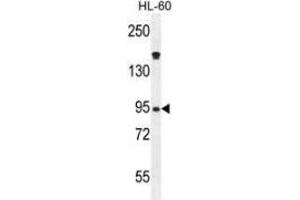 Western blot analysis in HL-60 cell line lysates (35ug/lane) using Myeloperoxidase Antibody (C-term). (Myeloperoxidase anticorps  (N-Term))
