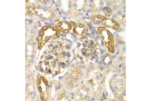 Immunohistochemistry of paraffin-embedded rat kidney using PYCARD antibody. (PYCARD anticorps)