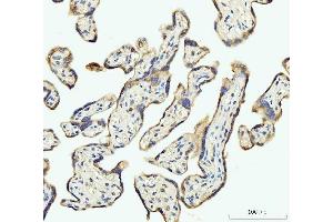 IHC analysis of DHODH using anti-DHODH antibody (ABIN7603139). (DHODH anticorps  (N-Term))