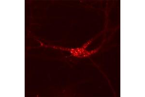 Indirect immunolabeling of Kv 2.