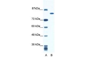 KIF23 antibody used at 0. (KIF23 anticorps  (N-Term))