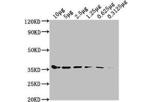 Western Blot Positive WB detected in: Hela whole cell lysate at 10 μg, 5 μg, 2.