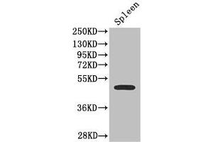 Western Blot Positive WB detected in: Mouse spleen tissue All lanes: SSTR2 antibody at 2. (SSTR2 anticorps  (AA 304-369))