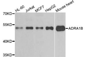 Western blot analysis of extracts of various cell lines, using ADRA1B antibody (ABIN5995390) at 1/500 dilution. (ADRA1B anticorps)