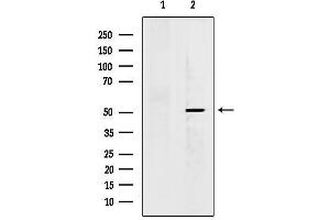 Western blot analysis of lysates from 3, using KCNG2 Antibody.