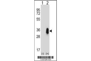 Western blot analysis of CD27 using rabbit polyclonal CD27 Antibody using 293 cell lysates (2 ug/lane) either nontransfected (Lane 1) or transiently transfected (Lane 2) with the CD27 gene. (CD27 anticorps  (C-Term))