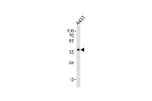 Western blot analysis of lysate from A431 cell line, using MUL1 Antibody (Center) (ABIN6244174 and ABIN6577579). (MUL1 anticorps  (AA 176-210))