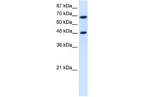 RRP9 antibody used at 5 ug/ml to detect target protein. (RRP9 anticorps  (Middle Region))
