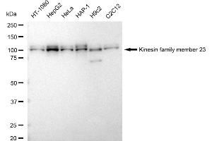 Western blotting analysis using Kinesin family member 23 antibody (ABIN7799204).