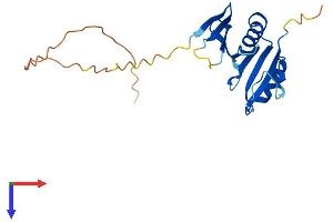 AlphaFold protein structure predicition of Mouse Recombinant Oaz2 Protein, UniprotID O08608