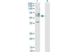 Western Blot analysis of MDM2 expression in transfected 293T cell line by MDM2 MaxPab polyclonal antibody.