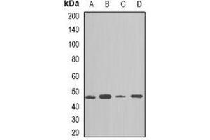 Western blot analysis of NAP1L1 expression in TH29 (A), SKOV3 (B), NIH3T3 (C), mouse spleen (D) whole cell lysates.