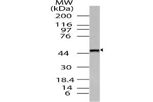 Image no. 1 for anti-Thyrotropin-Releasing Hormone Receptor (TRHR) (AA 180-398) antibody (ABIN5027593) (TRHR anticorps  (AA 180-398))
