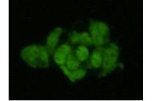 Immunocytochemistry (ICC) image for anti-Geminin, DNA Replication Inhibitor (GMNN) antibody (ABIN1843722)