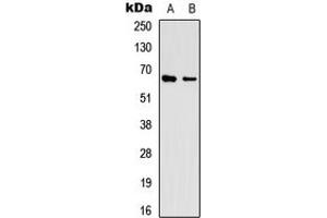 Western blot analysis of EIF3L expression in HEK293 (A), A431 (B) whole cell lysates. (EIF3L anticorps  (N-Term))