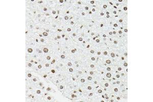 Immunohistochemistry of paraffin-embedded mouse liver using EDF1 antibody.