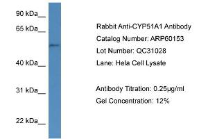 WB Suggested Anti-CYP51A1  Antibody Titration: 0.