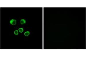anti-Olfactory Receptor, Family 8, Subfamily U, Member 1 (OR8U1) (AA 158-207) antibody