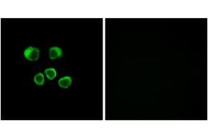 Immunofluorescence (IF) image for anti-Olfactory Receptor, Family 8, Subfamily U, Member 1 (OR8U1) (AA 158-207) antibody (ABIN2891060) (OR8U1 anticorps  (AA 158-207))