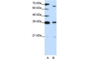 Western Blotting (WB) image for anti-PR Domain Containing 13 (PRDM13) antibody (ABIN2461914) (PRDM13 anticorps)