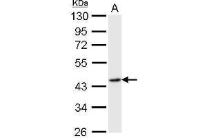 WB Image Flotillin 2 antibody [C3], C-term detects FLOT2 protein by Western blot analysis.