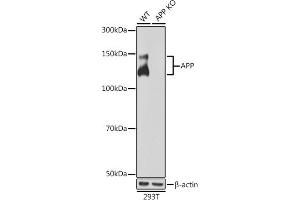 Western blot analysis of extracts from wild type (WT) and APP knockout (KO) 293T cells, using APP antibody (ABIN7265575) at 1:1000 dilution. (APP anticorps)