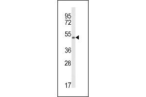 Western blot analysis of KMO Antibody (Center) (ABIN652604 and ABIN2842406) in CEM cell line lysates (35 μg/lane).