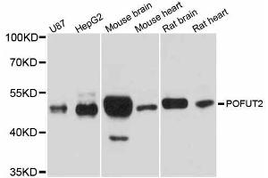 Western blot analysis of extracts of various cell lines, using POFUT2 antibody. (POFUT2 anticorps  (AA 240-370))