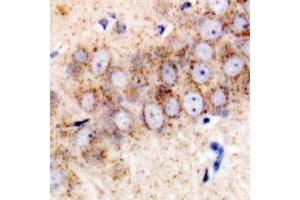 Immunohistochemical analysis of TMP21 staining in mouse brain formalin fixed paraffin embedded tissue section. (TMED10 anticorps)