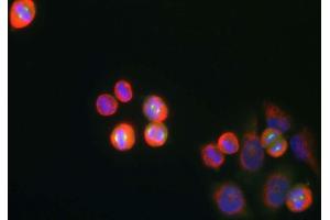 shows HeLa cell cultures stained with ABIN1842240 antibody (green). (Aurora A anticorps)