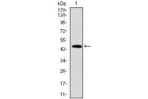 Western blot analysis using FAS mAb against human FAS (AA: 87-278) recombinant protein. (FAS anticorps)
