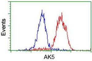 Flow cytometric Analysis of Hela cells, using anti-AK5 antibody (ABIN2453862), (Red), compared to a nonspecific negative control antibody, (Blue). (Adenylate Kinase 5 anticorps)
