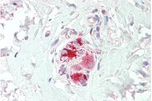 ABIN334447 (5µg/ml) staining of paraffin embedded Human Colon. (Neurturin anticorps  (C-Term))