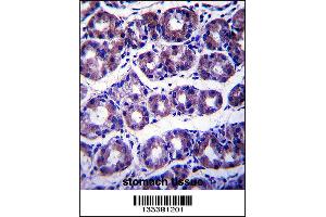 SLC41A2 Antibody immunohistochemistry analysis in formalin fixed and paraffin embedded human stomach tissue followed by peroxidase conjugation of the secondary antibody and DAB staining. (SLC41A2 anticorps  (N-Term))