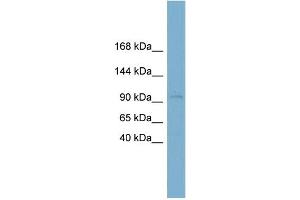 WB Suggested Anti-CLSTN1 Antibody Titration:  0. (Calsyntenin 1 anticorps  (N-Term))