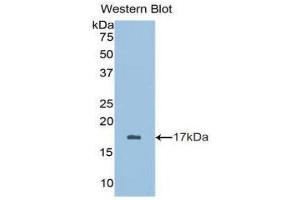 Western Blotting (WB) image for anti-Brain-Derived Neurotrophic Factor (BDNF) (AA 128-243) antibody (ABIN3209751) (BDNF anticorps  (AA 128-243))