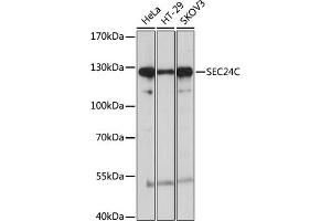 Western blot analysis of extracts of various cell lines, using SEC24C antibody (ABIN6133406, ABIN6147488, ABIN6147489 and ABIN6214985) at 1:1000 dilution. (SEC24C anticorps  (AA 915-1094))