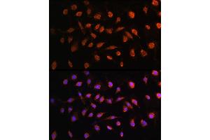 Immunofluorescence analysis of L929 cells using STK38 antibody (ABIN6132692, ABIN6148616, ABIN6148617 and ABIN6224215) at dilution of 1:100. (STK38 anticorps  (AA 1-200))